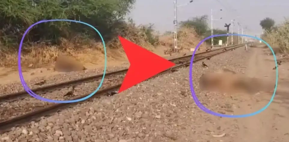 Camel bodies scattered near train tracks in Jaisalmer