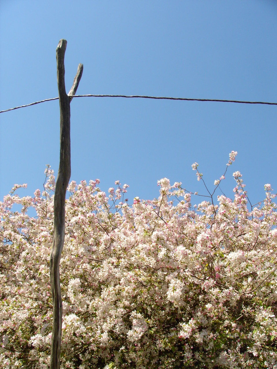 cherry washing line