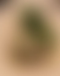 Crabcado (Gluten Free/Dairy Free)