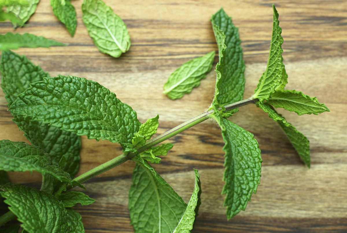 menta.webp