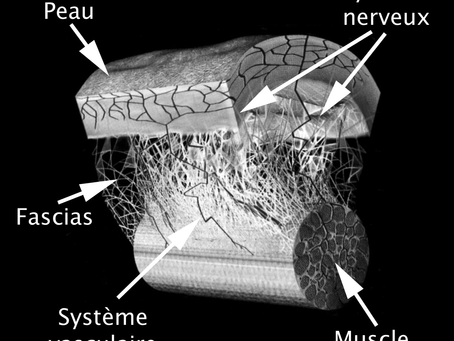 Les bienfaits du massage Deep Tissue / Myo-fascial