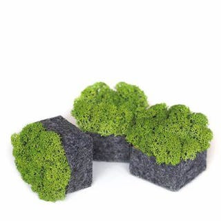 Fauna Marin Frag Tiles