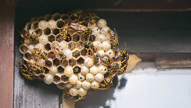 Wasp Nest..png