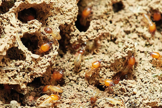 termites-3367350_1920.jpg