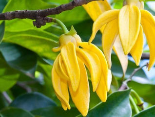 Essential Oil of the Month: Ylang -Ylang