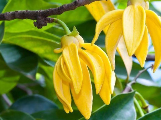 Essential Oil of the Month: Ylang -Ylang