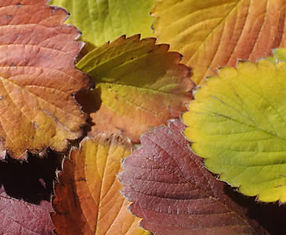 Foliage2.jpg