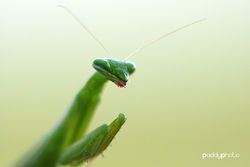 Praying mantis2.JPG