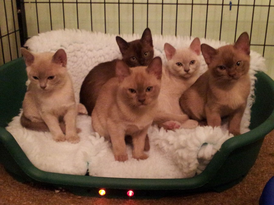 The whole gang( 24:11:2011).jpg