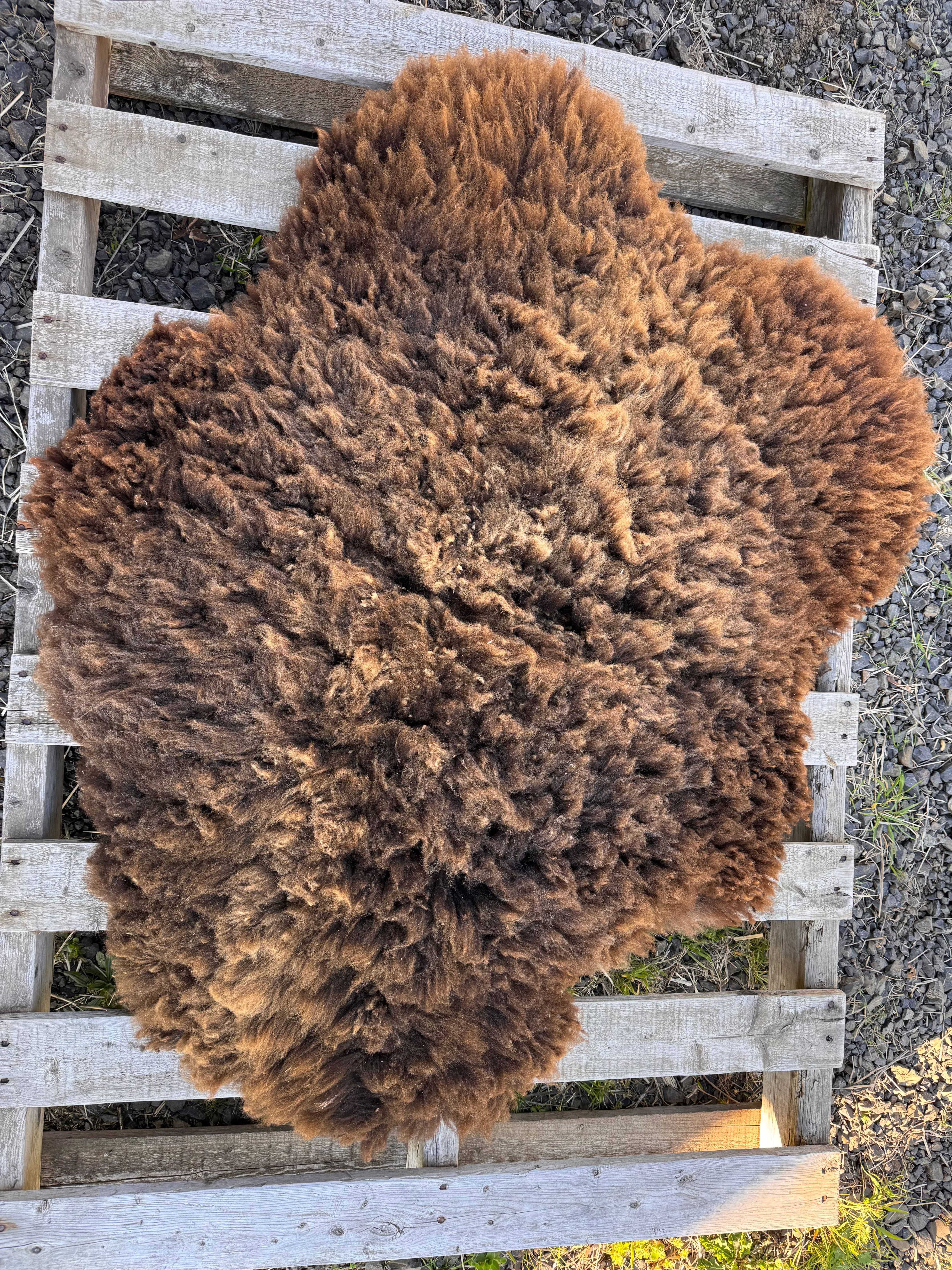 Medium Dark brown Sheepskin rug