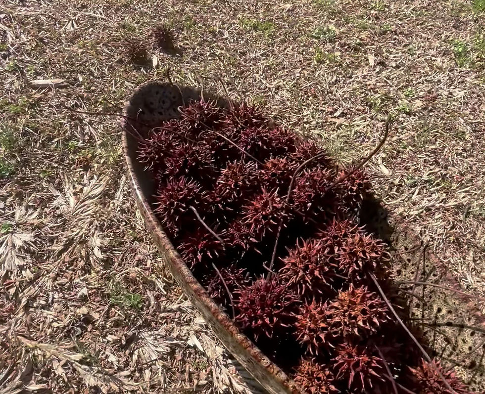 Thumbnail: Sweet Gum Pods, Witches Burrs, Altar Decor, Spell Jar Supplies