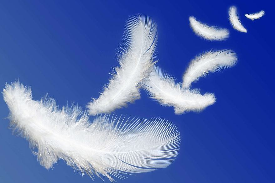 plume ange.jpg