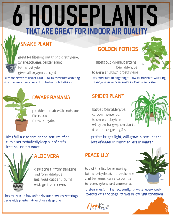 House Plant Benefits