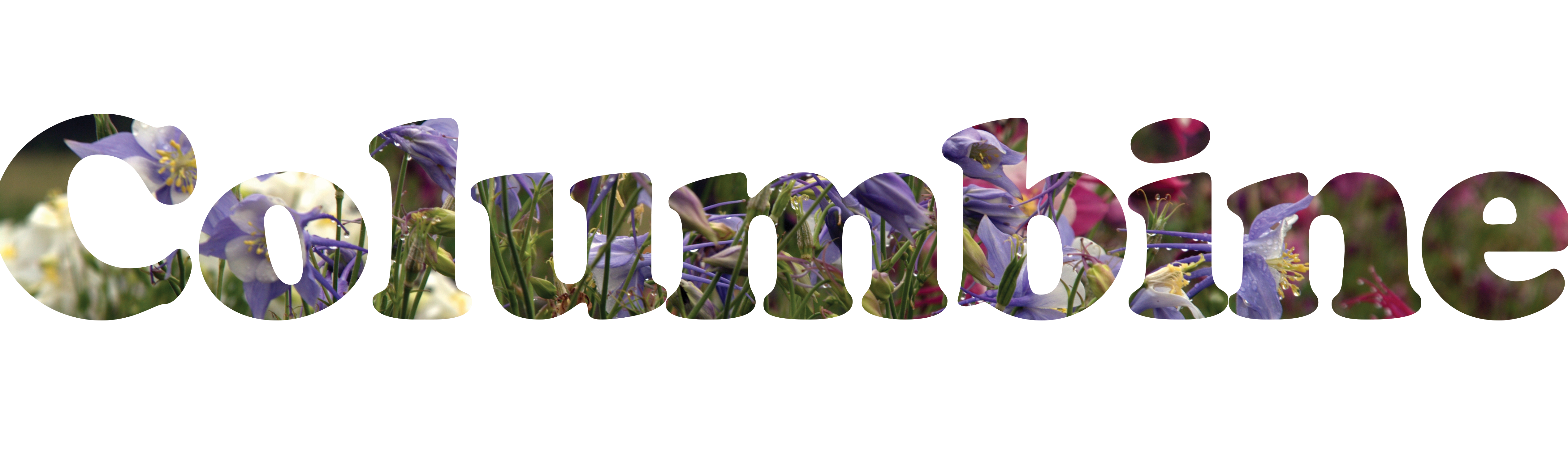 Columbine