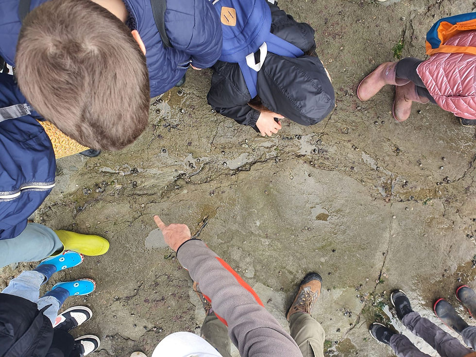 La découverte des traces de dinosaures avec l'IFAC