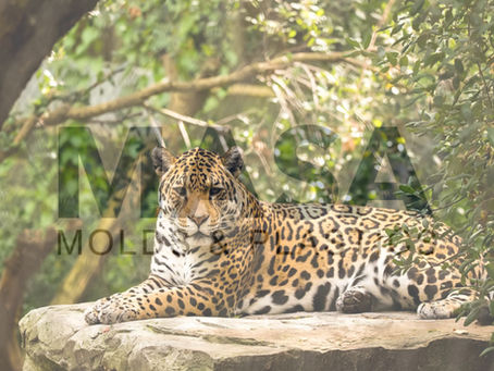 Dia da Amazônia: Celebrando o Coração Verde do Planeta
