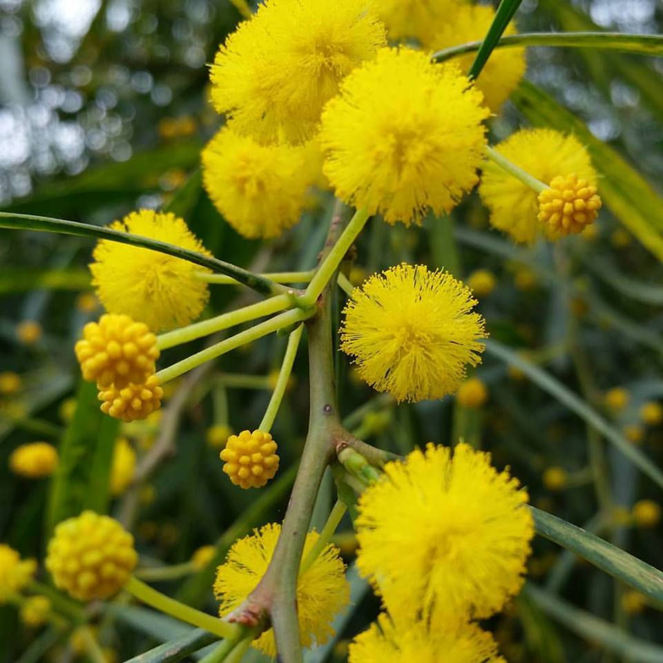 17352067_10154241088660894_967444571301150507_n