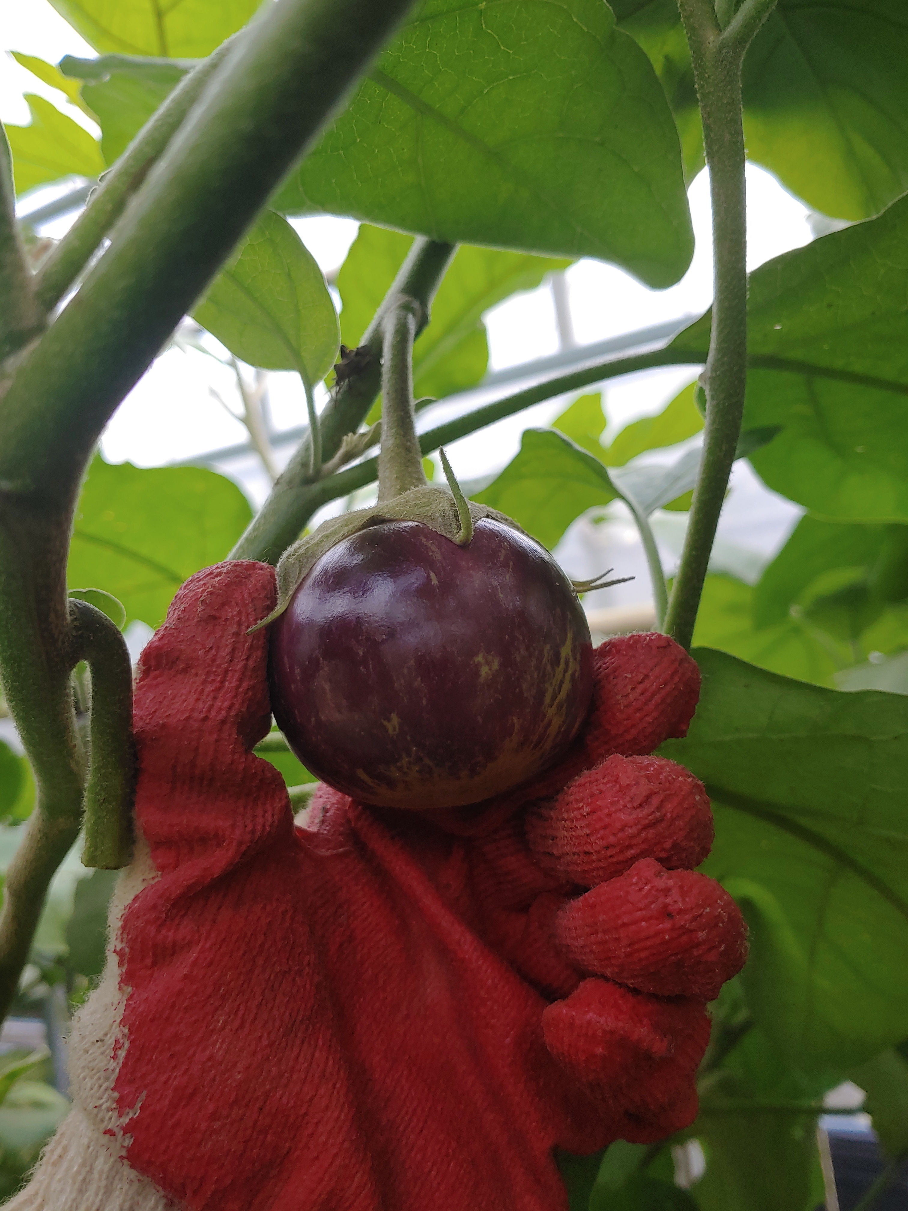 Thai Purple Eggplant (Brinjal)