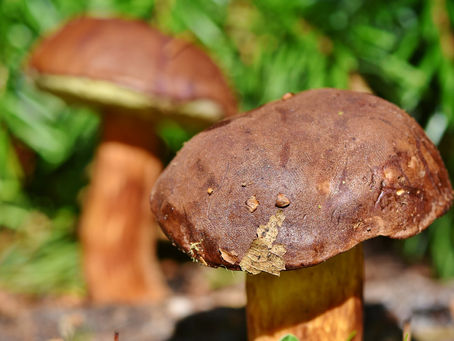 Dietetyczne fakty i mity - cz. VIII