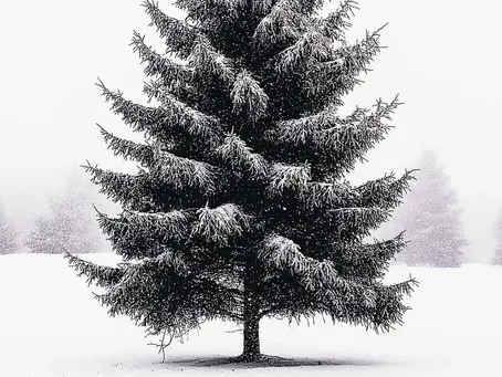 pine tree covered in snow