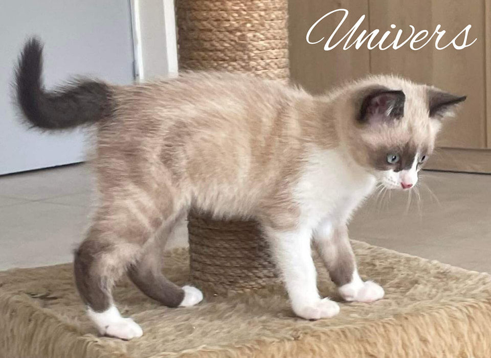 Univers