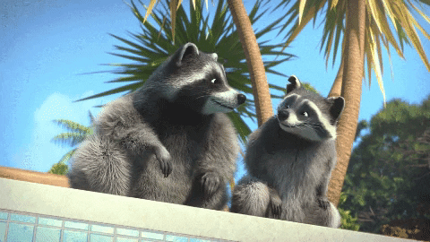 Illustration Agence RACCOON COM'