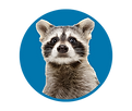 Pictogramme Agence RACCOON COM'