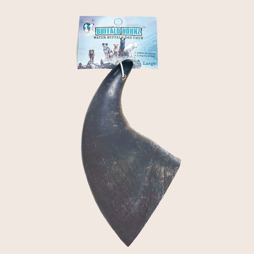 QT Large Water Buffalo Horn