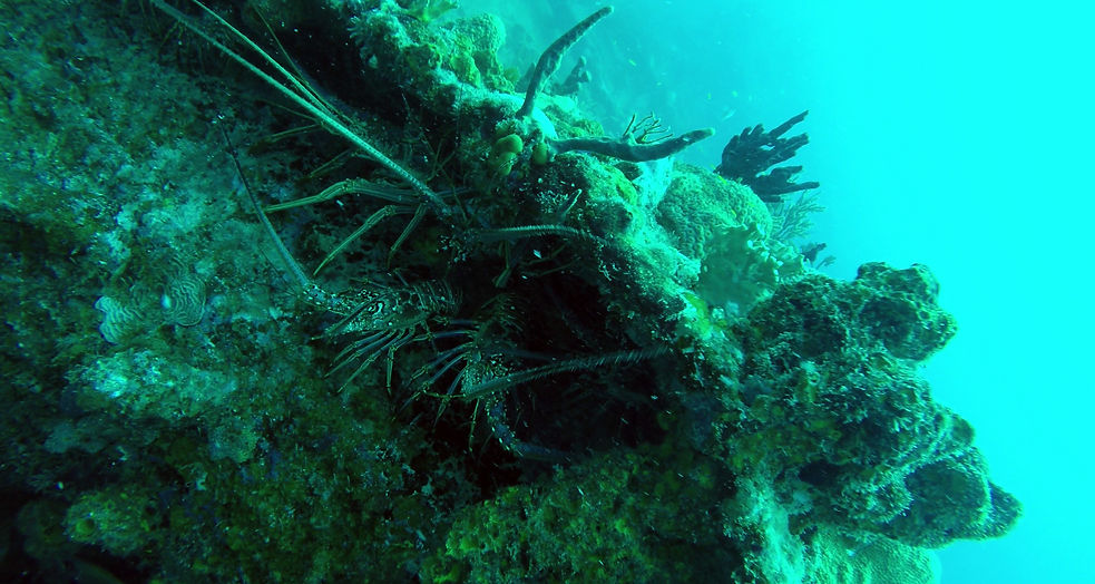 More lobsters.jpg