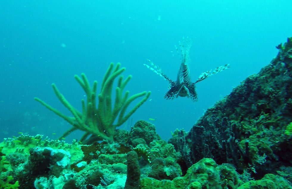 Lion fish butt.jpg