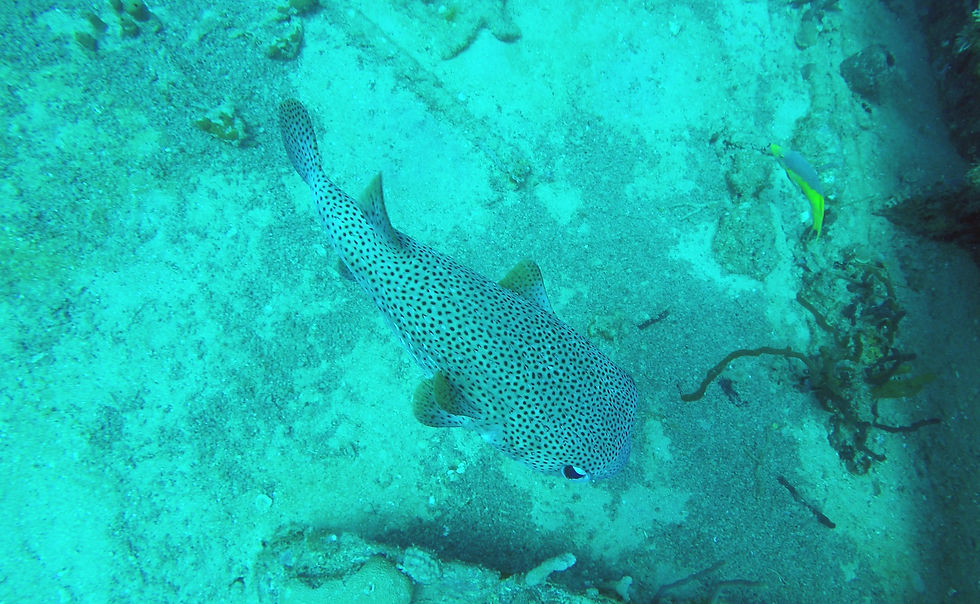 Purtiful Puffer 2019.jpg