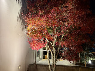 12月休診ならびに冬季休業のお知らせ