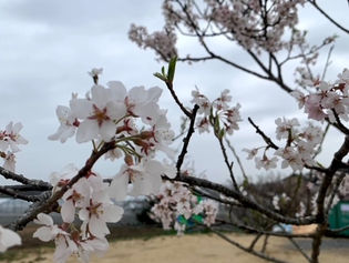 4月休診日のお知らせ