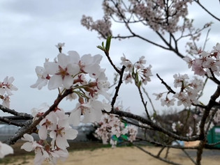 4月休診日のお知らせ