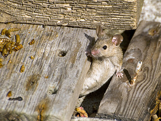 אביב הגיע ואיתו גם המכרסמים!