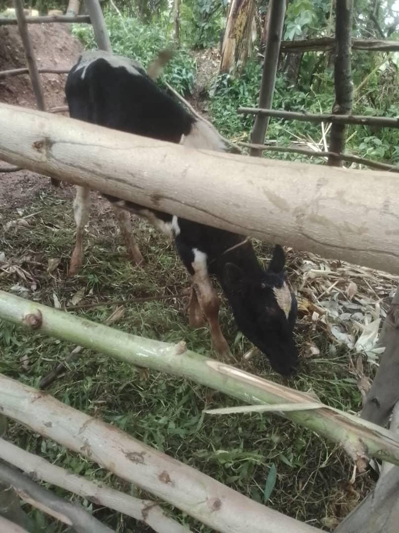 The family's new dairy cow is under the shelter built for her.