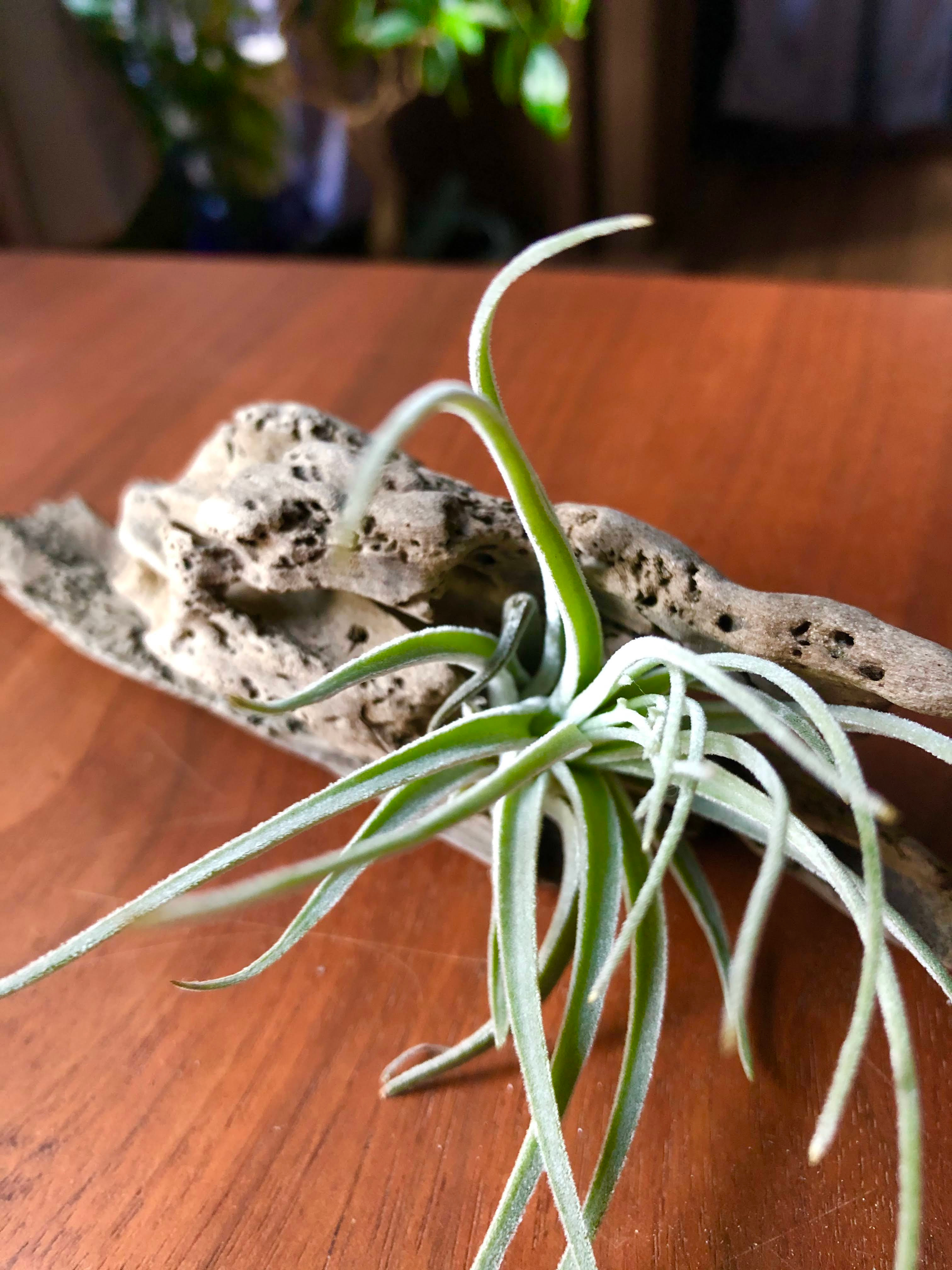 Sea Grass