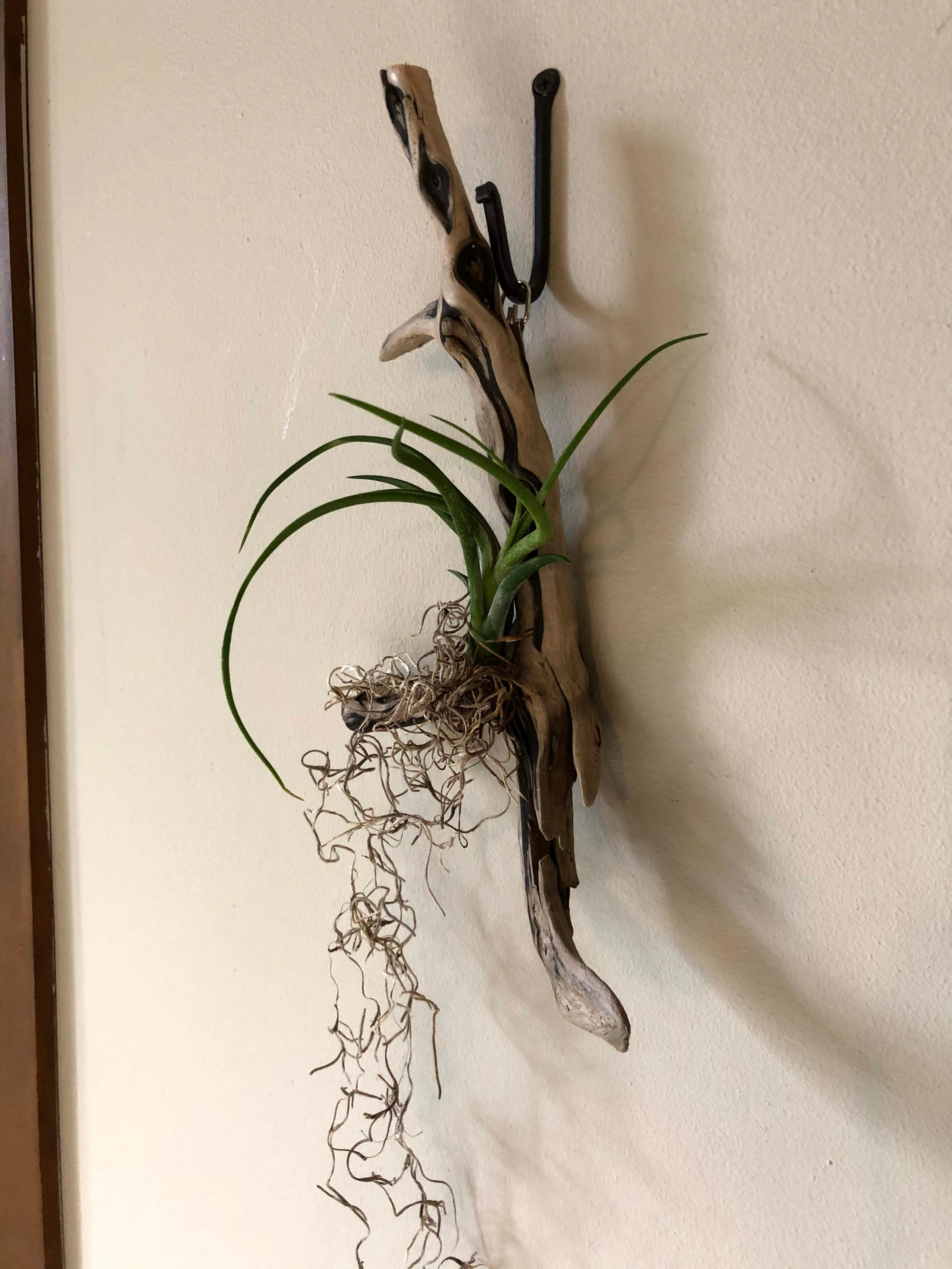 Dark & Light: Driftwood living wall art