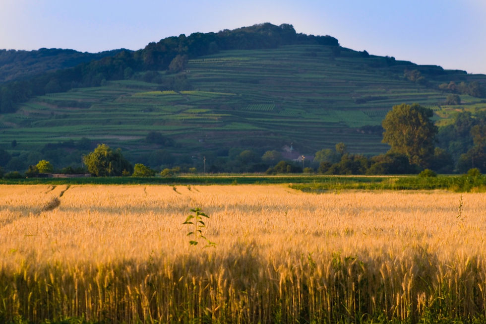 Der Tuniberg bei Merdingen in Spätsommerlichen Licht