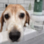 Thumbnail: Shampoo Foam Applicator