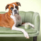 WAGS Nose Balm Boxer.jpg