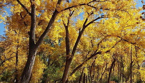 A beautiful fall day in the woods