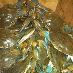 bluecrabs