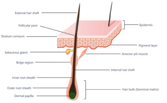 Hair Anatomy