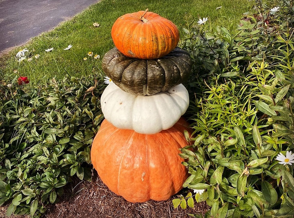 U-Pick Pumpkin Patch