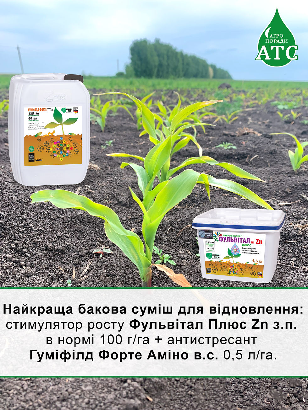 Агро поради, агро поради, Кукурудза заморозки, зниження хлорофілу, приморозки на кукурдузі, антистресант, Агротехносоюз, Аміно, Антистрес, Фульвігрін, ВР-18, гумат, гумат калію, сухе листя кукурудзи, Фульвітал, Фульвітал плюс цинк, аміно, гуміфілд форте аміно, гуміфілд аміно