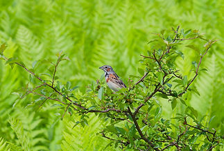 049A7852_DxO.jpg