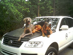 Violet and Jaxon on Hood of Car