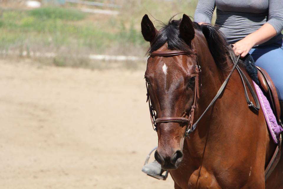 Cheap Horse Board CA UCSB Horse Boarders Association