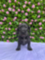 Black Schnoxie